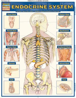 ENDOCRINE SYSTEM