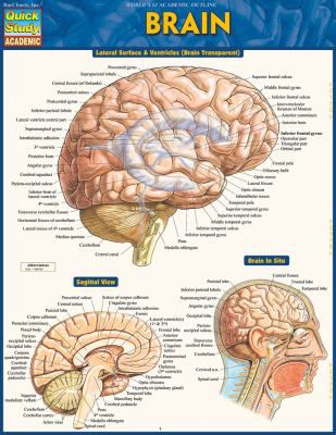 BRAIN