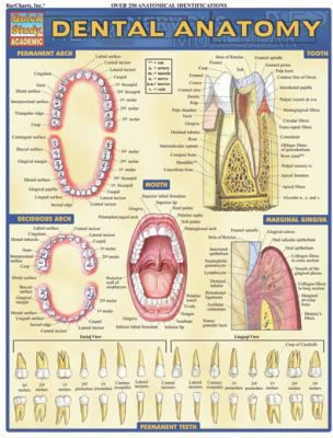 DENTAL ANATOMY